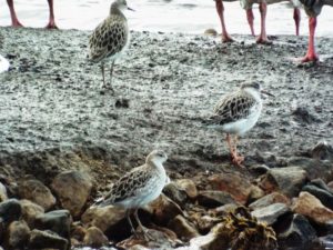 Ruff, Male (Pink Legs) and two Female or Juvenile, Martin Mere Wetlands