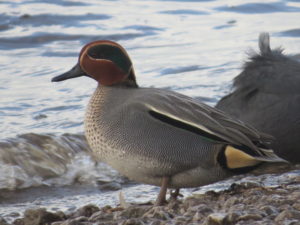 Male teal