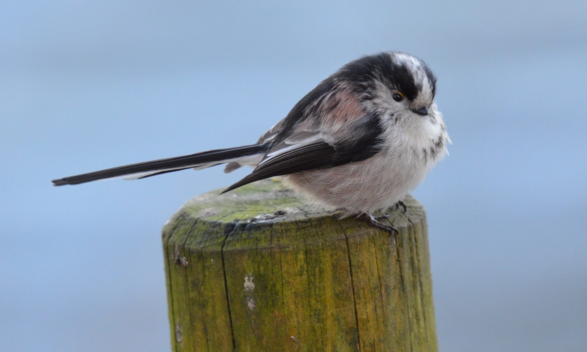 Long-tailed-tit on post