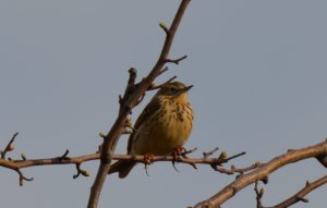 Meadow Pipit (GH)