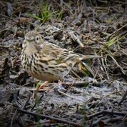 Mud or Meadow Pipit