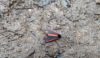 Cinnabar Moth - grounded & possibly trampled