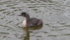 Juvenile grebe away from its mother