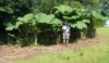A shrunken Dave seeks shade in a rhubarb patch