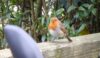 Out of focus robin enjoying the attention and food