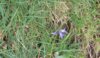 A lonely bluebell - the only one seen on the walk