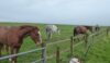 The horses that pestered the group