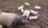 Mummy pig and some of the 13 piglets
