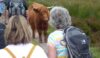 Confrontation between a highland cow with calf and some nervous walkers