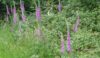 Foxgloves were flowering in profusion throughout the walk