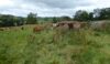Less than top quality grazing