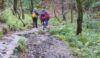 Descending into Back Forest