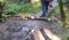 The tree trunk that narrowly missed