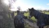 Horses having a boring day mob the walkers
