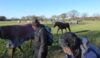 The horses see the walkers off their premises