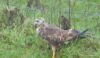 A buzzard with an injured wing