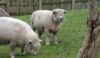 Fluffy sheep. One had a hacking cough in spite of its woolly blanket