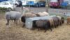 Grumpy llamas and sheep get stuck in