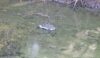 At first thought to be a crocodile, one of the tyres marooned in the water