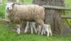 Some very recent arrivals. Welcome to the cold!