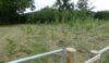 Although there are some birch trees at the back, there are plenty of proper trees.