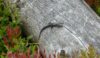 A lizard sunbathing on Bosley Cloud