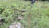 Unnecessary stepping stones across the bed of the River Manifold