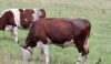 Why did these cows have red and blue tape around their ankles?