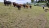 The herd of cows that pursued the group across the hillside