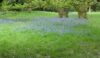 One of the many sites where bluebells were in flower