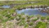 A close up of one of the ponds