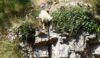 A sheep looks for tasty ivy leaves in a perilous spot above the river